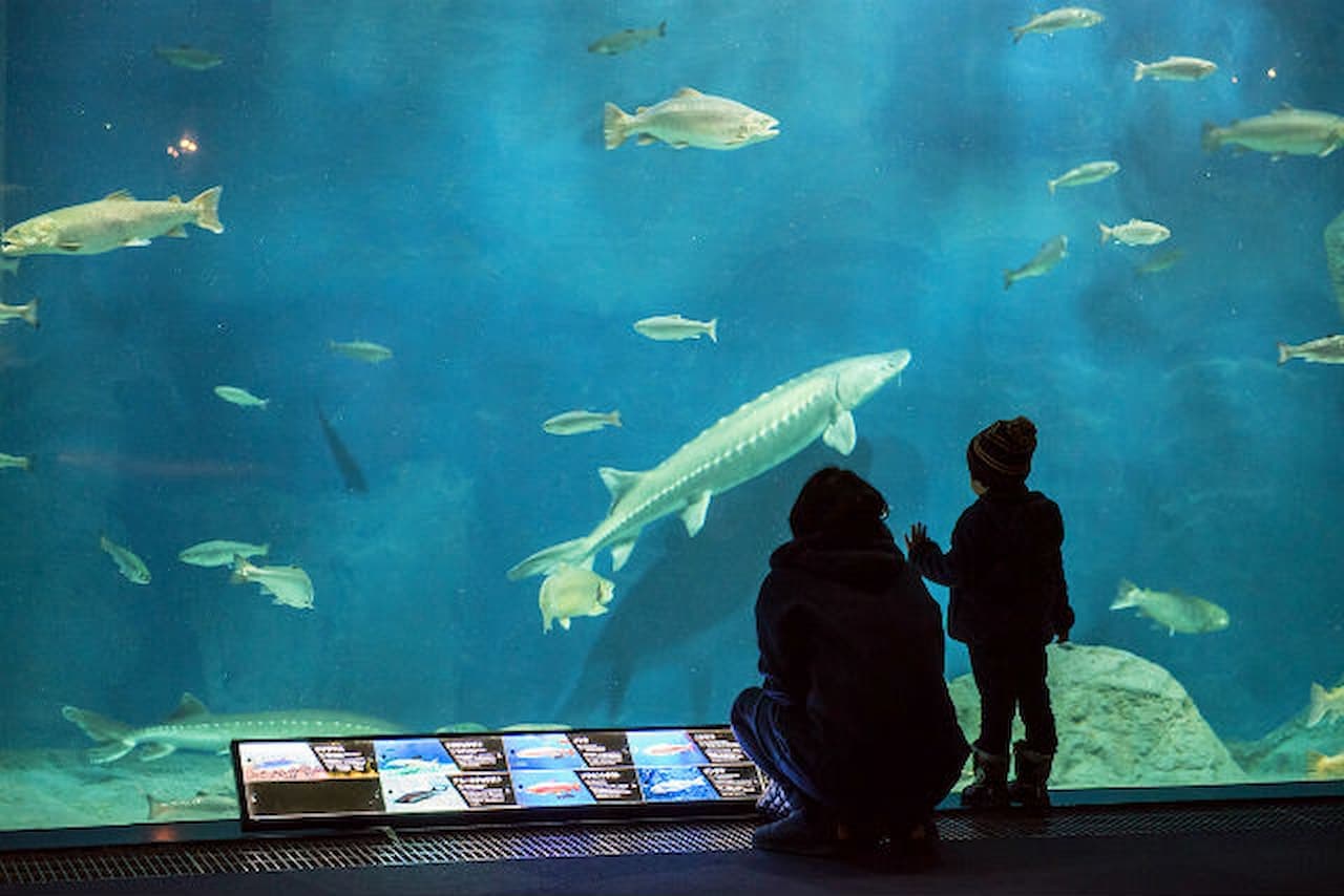 Salmon Hometown Chitose Aquarium Ticket - image 8
