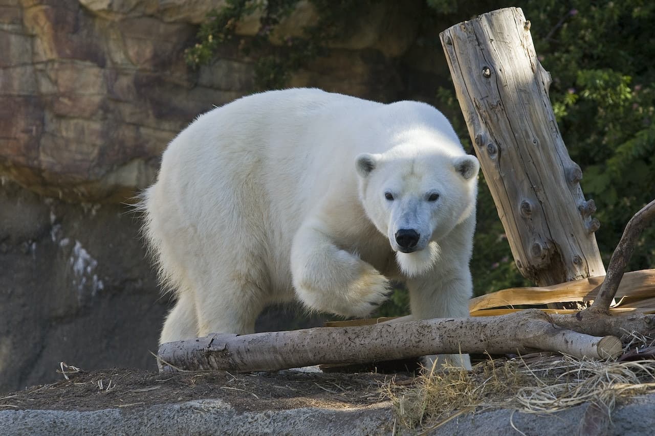 Zoológico de San Diego - imagen 12