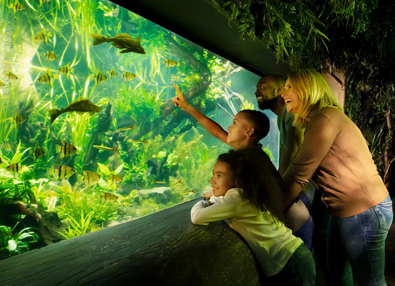 COMBO: Entrada para London Eye + Madame Tussauds London + SEA LIFE London Aquarium - imagen 14