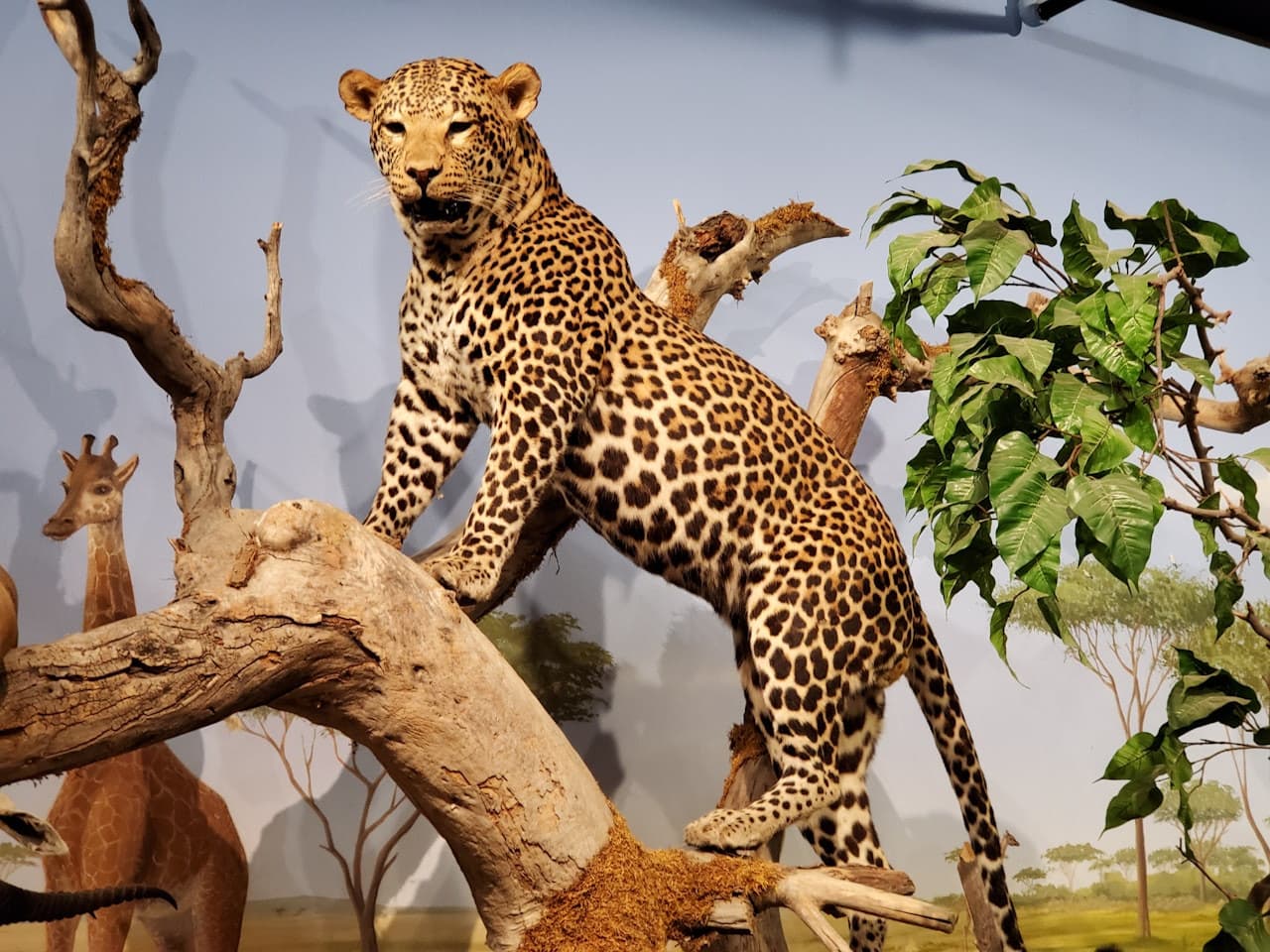 Museo de Historia Natural de Las Vegas - imagen principal