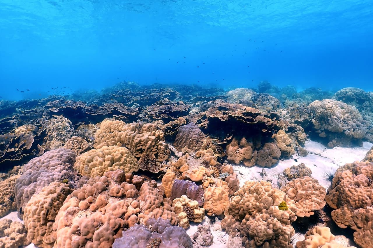 Raya Noi, Raya Yai, and Maiton Island Snorkelling Tour from Phuket - image 10