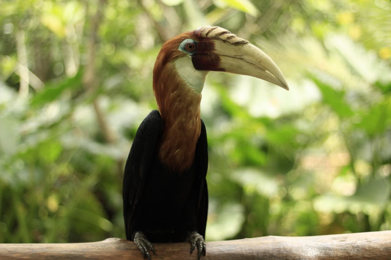 Lombok Wildlife Park - image 4