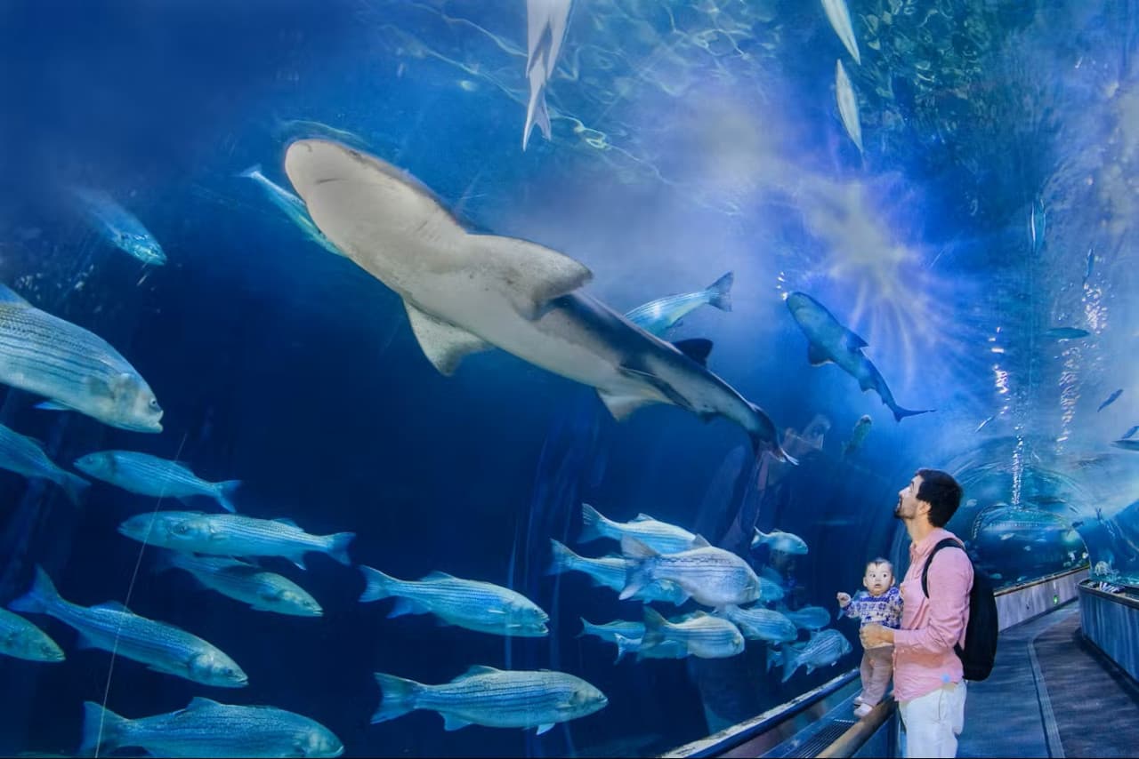 Aquarium of the Bay Ticket - image 2