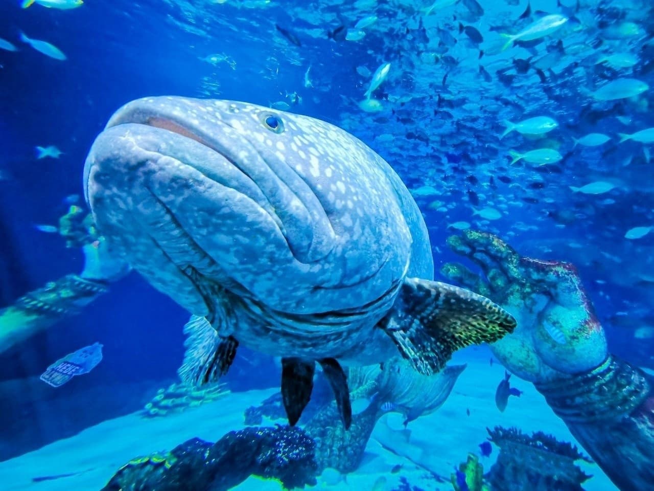 Aquaria Phuket - image 14