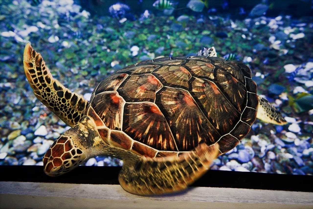 Aquaria Phuket - image 15