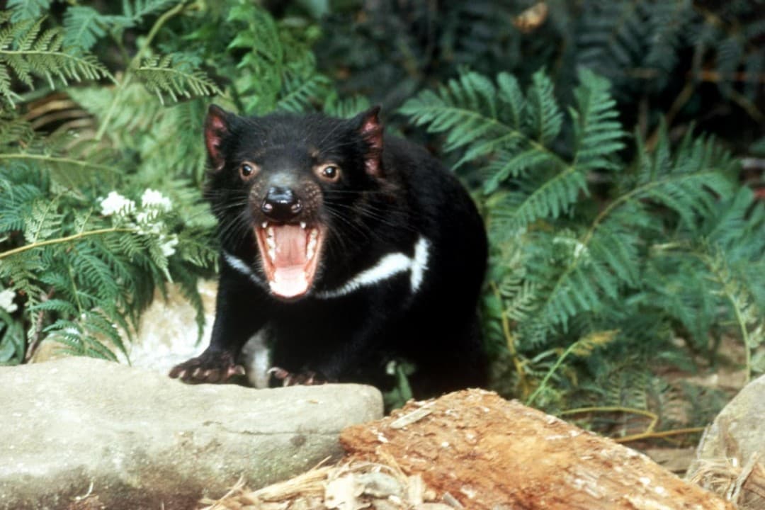 Richmond Village and Bonorong Wildlife Sanctuary Tour - imagen 6