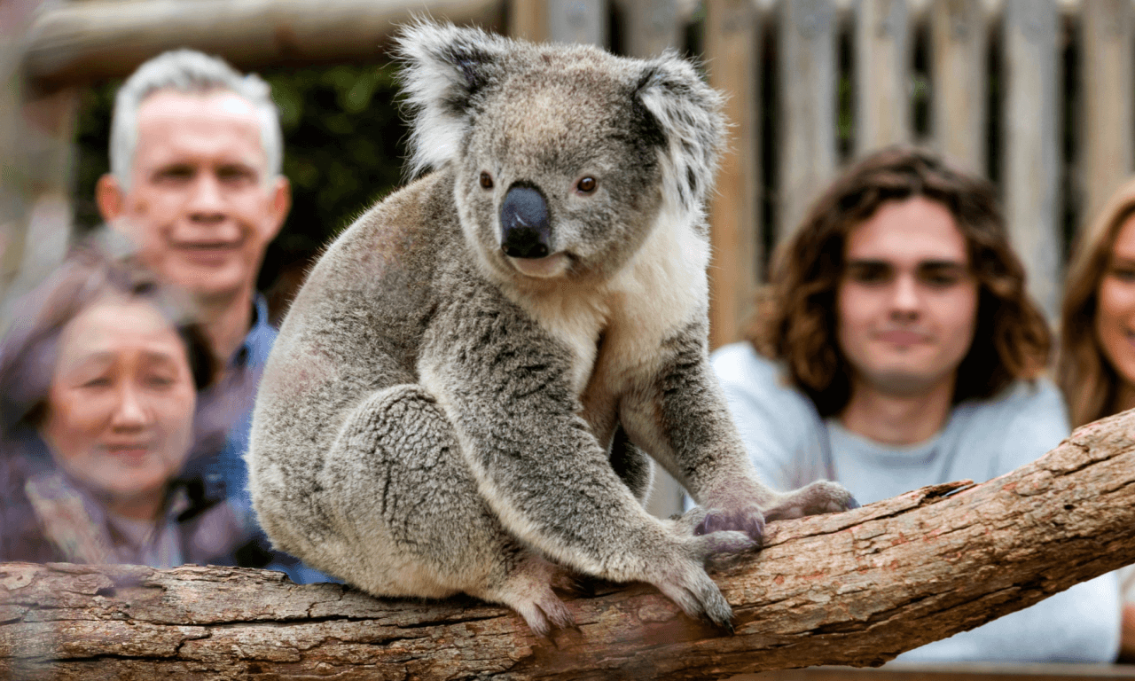 Phillip Island with Penguin Parade Eco Tour - imagen 25