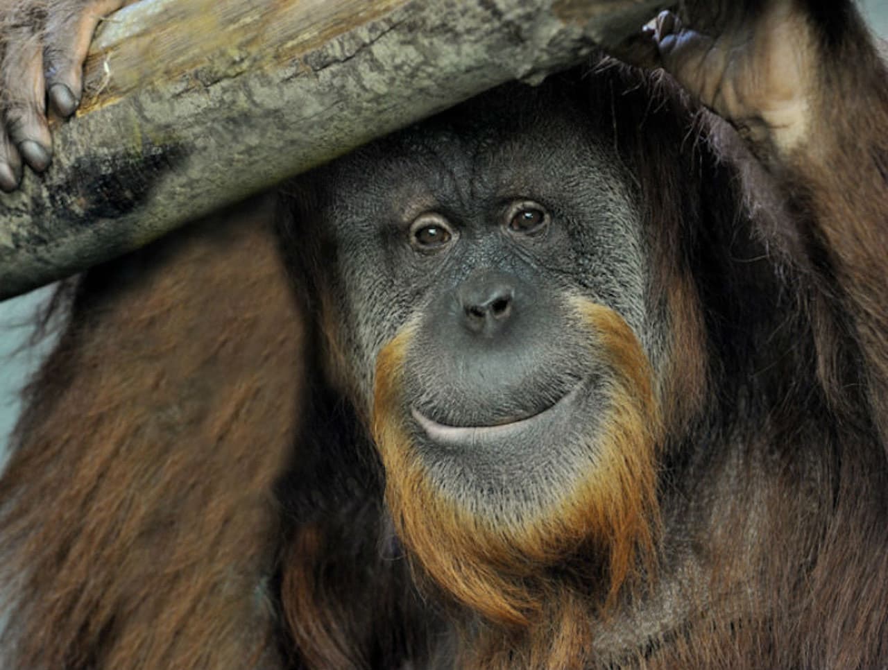 Bioparco: The Zoo of Rome - image 11