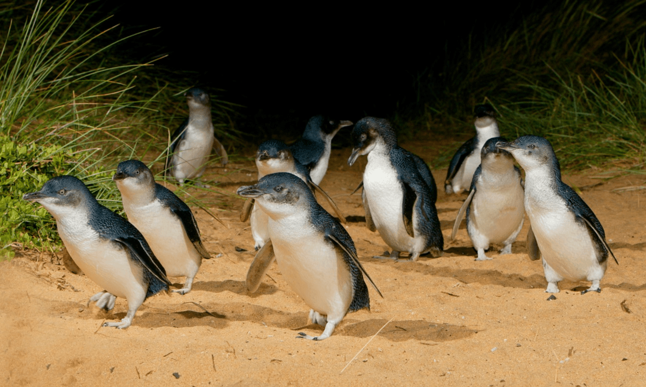 Melbourne City Discovery Tour with Penguin Parade - imagen principal