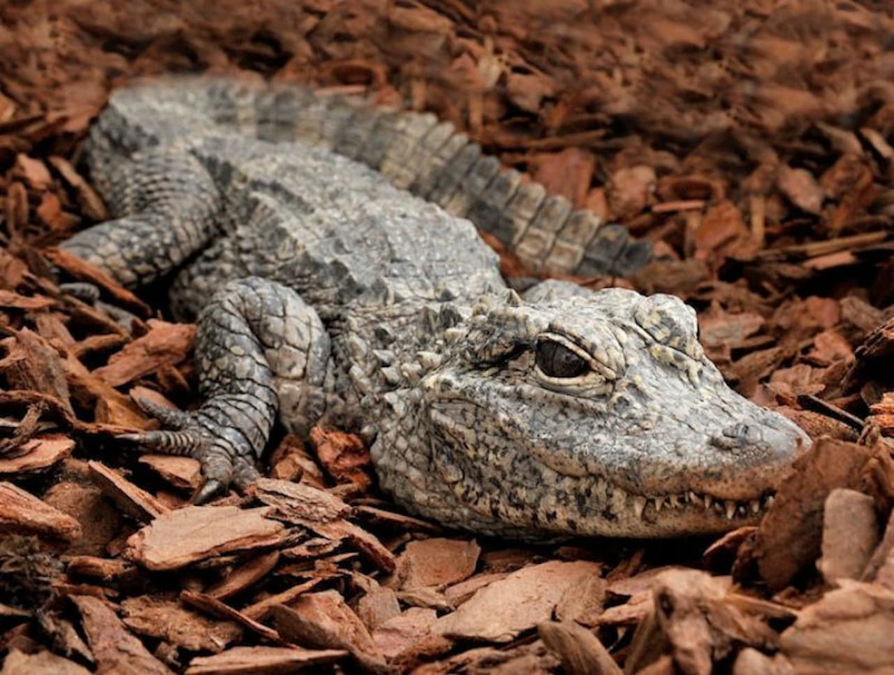 Bioparco: The Zoo of Rome - imagen 5