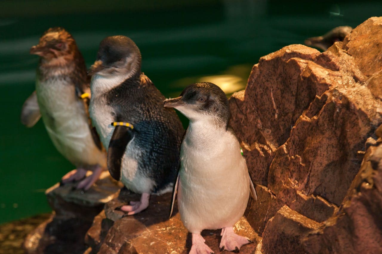 Entrada al New England Aquarium - imagen 14