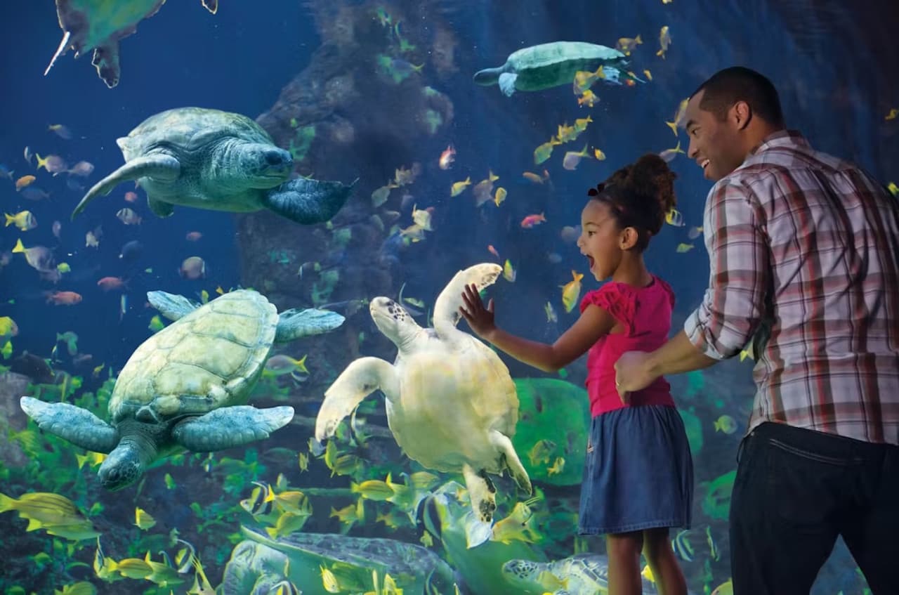 Entrada a SeaWorld San Diego: acceso directo - imagen 10