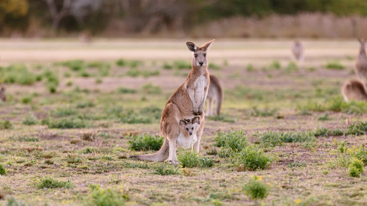 Kangaroos and Koalas Tour with Morning Tea from Gold Coast - main image