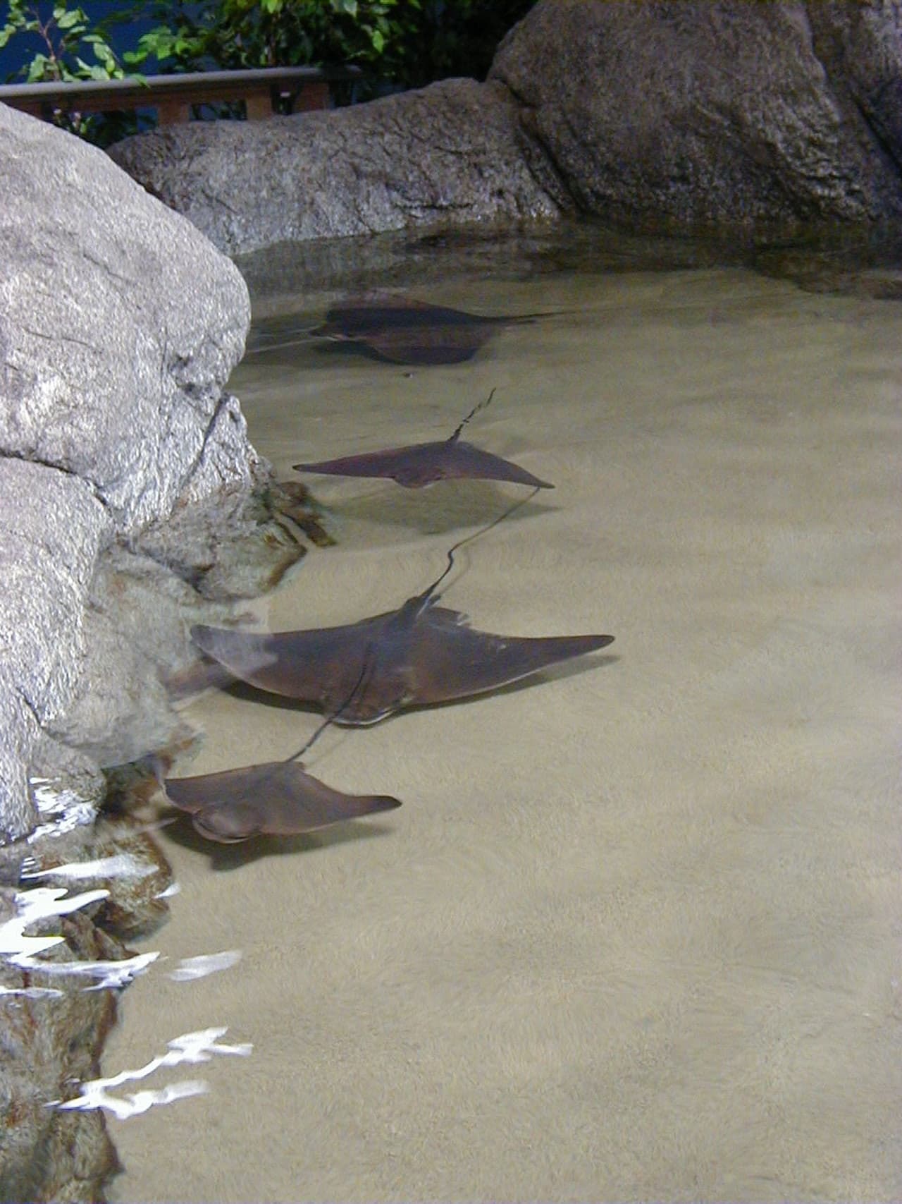 Aquarium of the Bay Ticket - image 7