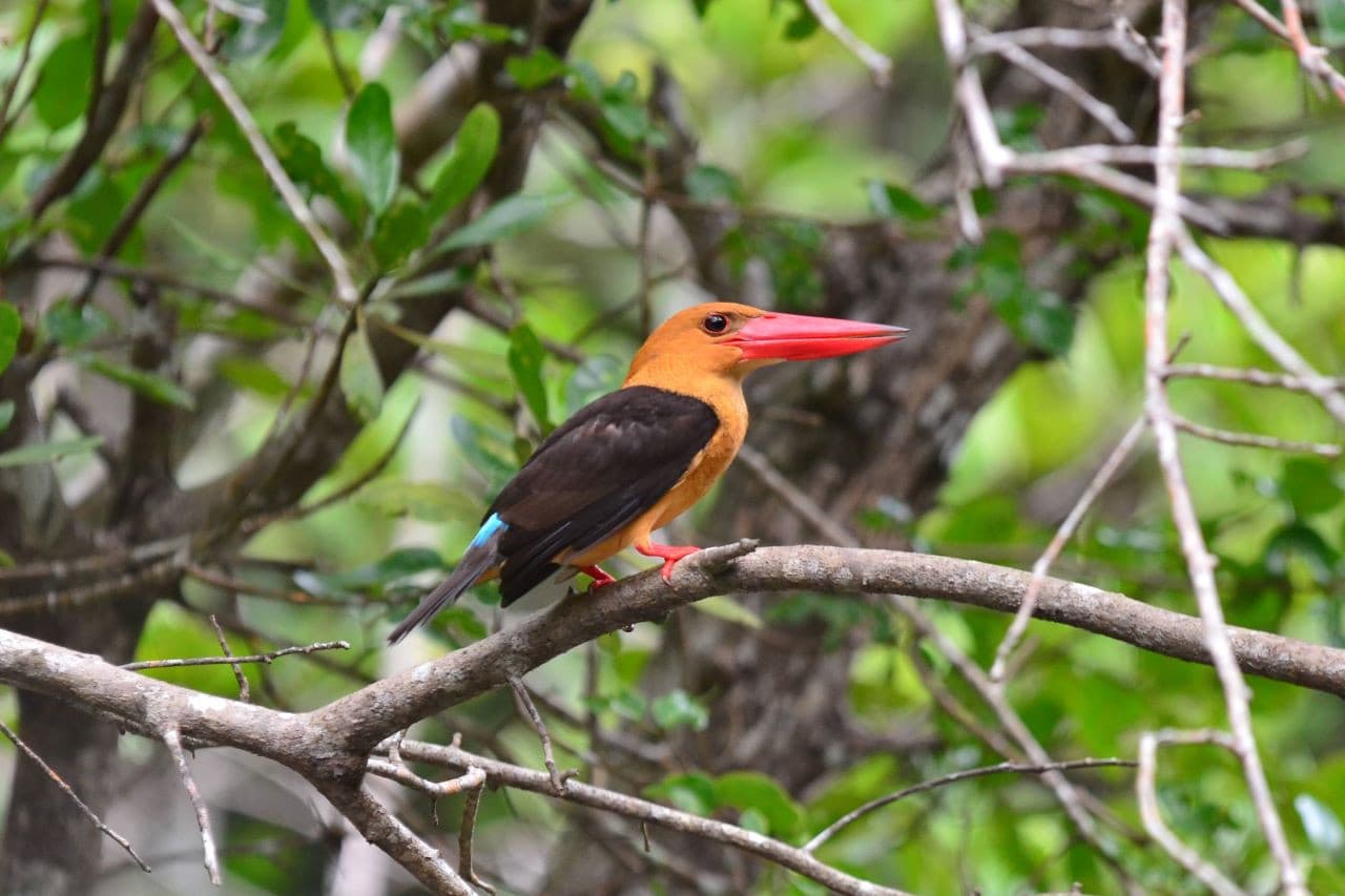 Langkawi Mangrove River Cruise and Snorkeling - image 4