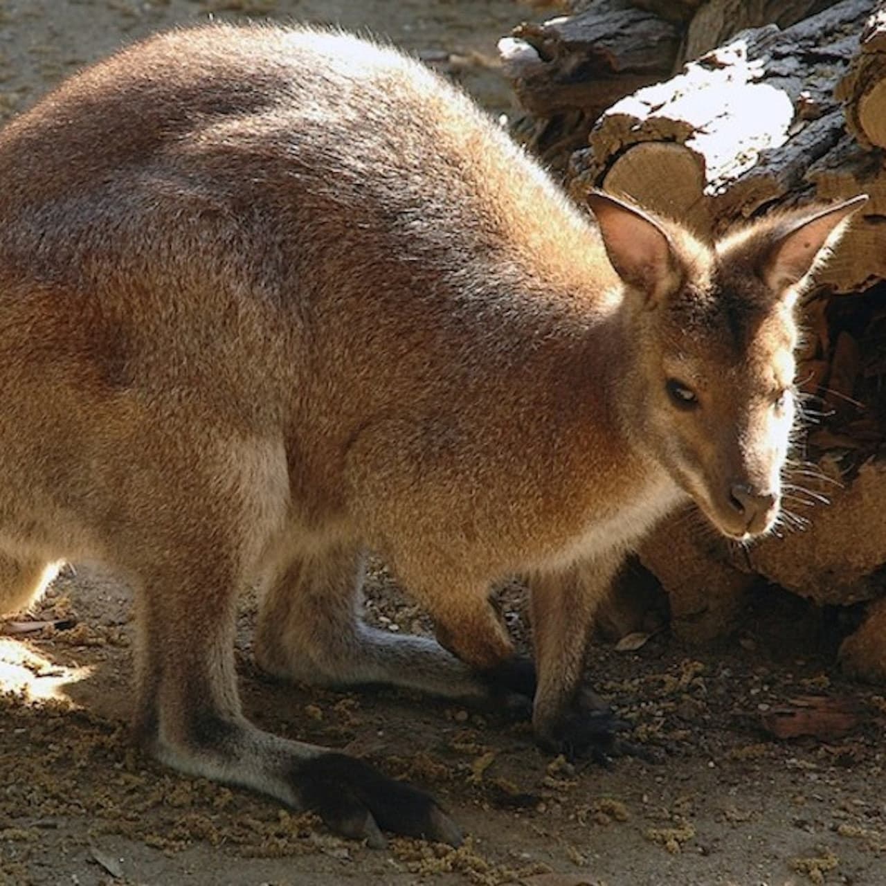 Bioparco: The Zoo of Rome - image 12