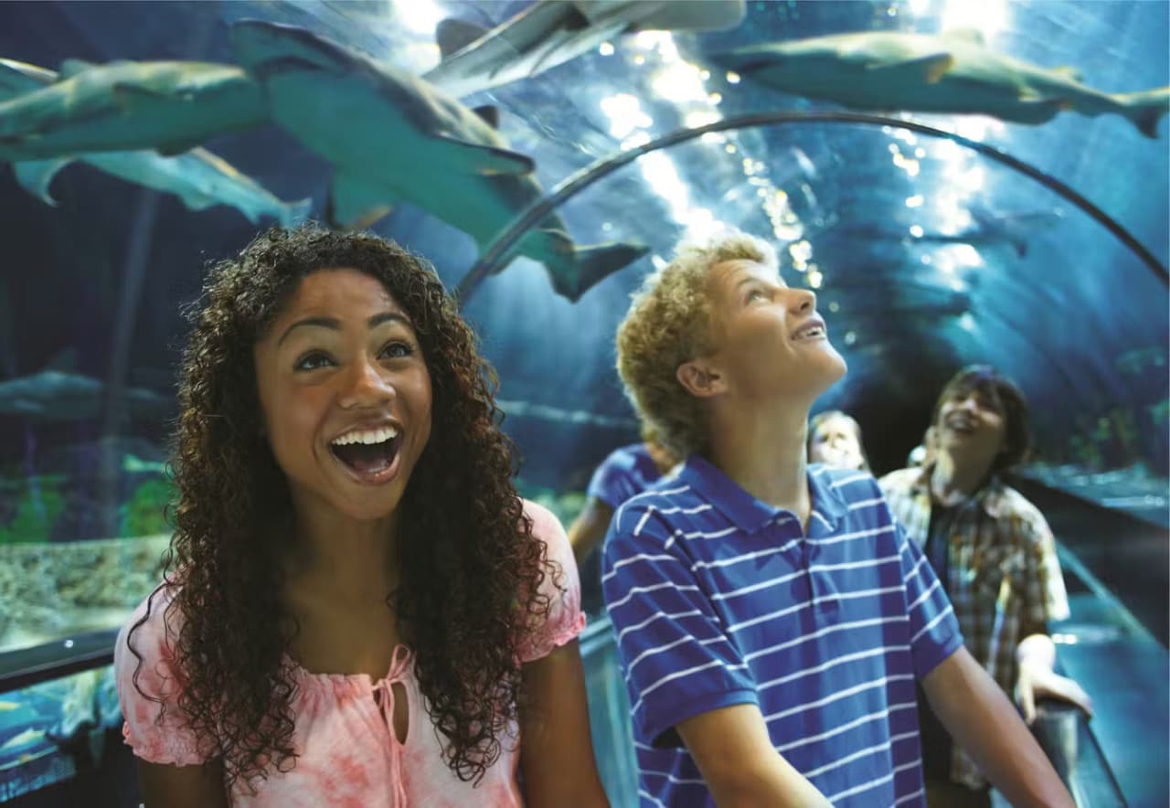 SeaWorld Orlando Ticket: Direct Entry + Optional All-Day Dining Deal + Multi-Park Discount Ticket - image 17