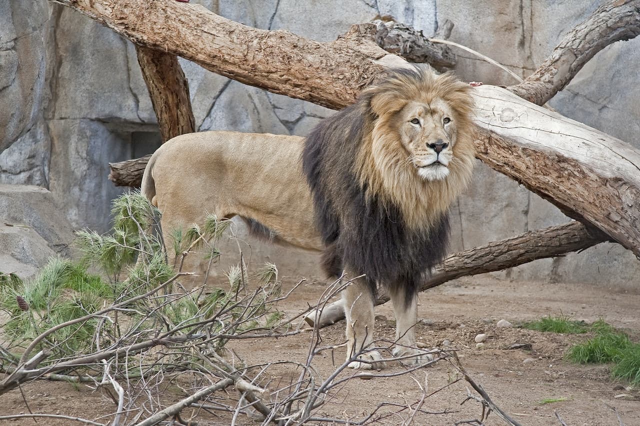 Zoológico de San Diego - imagen 11
