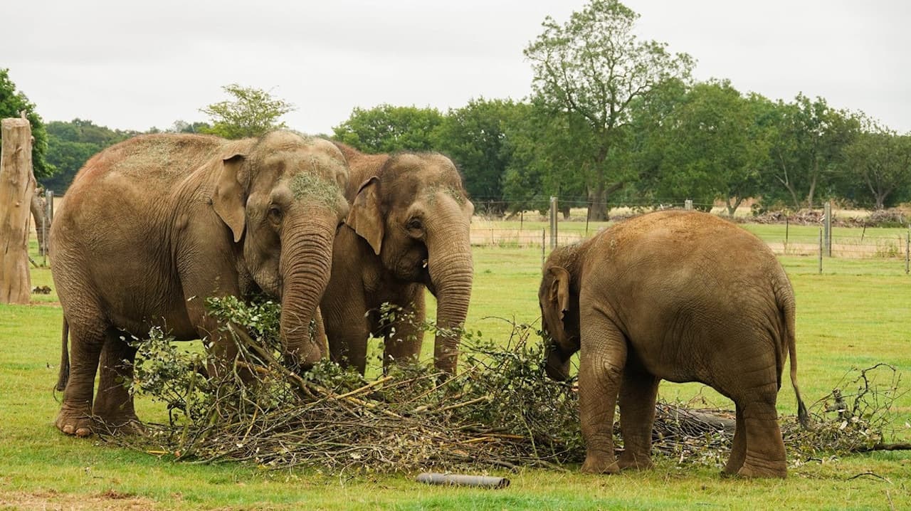 ZSL Whipsnade Zoo - image 4