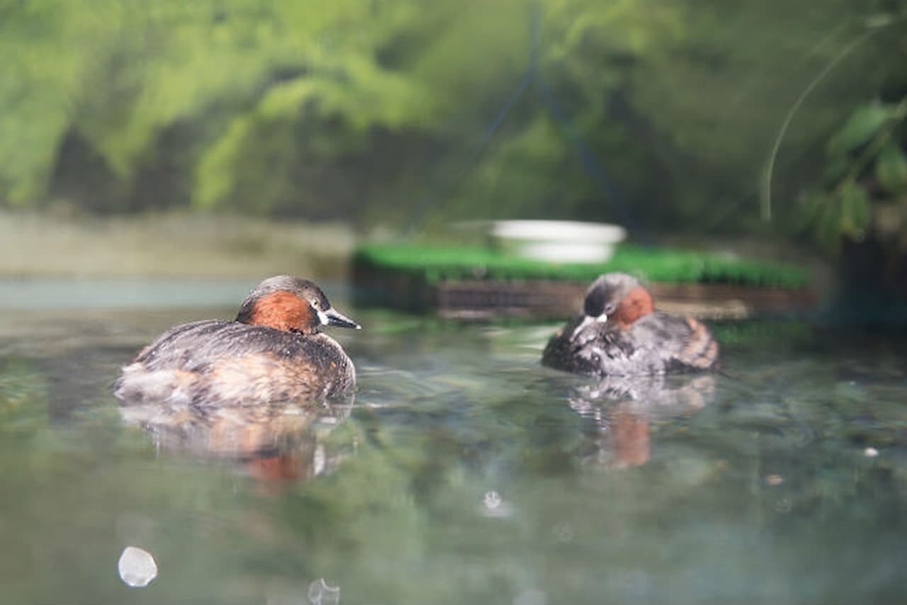 Salmon Hometown Chitose Aquarium Ticket - image 5