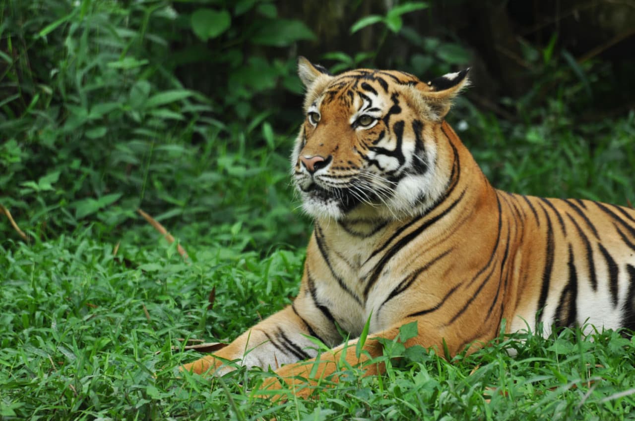 Entrada para Zoo Negara Malaysia y el Centro de Conservación del Panda - imagen 2
