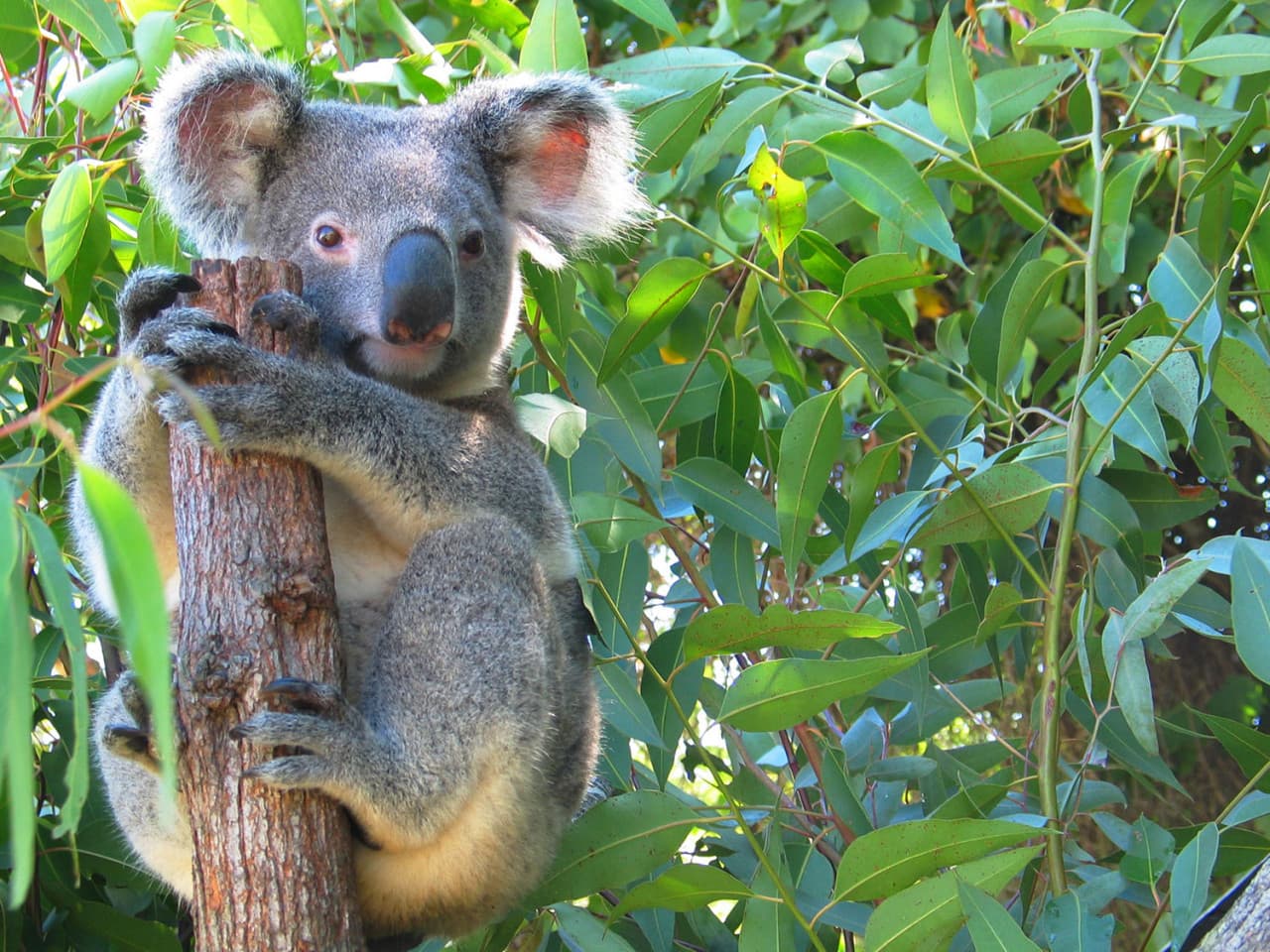 Cape Tribulation and Daintree Wilderness Full-Day Tour - imagen 4
