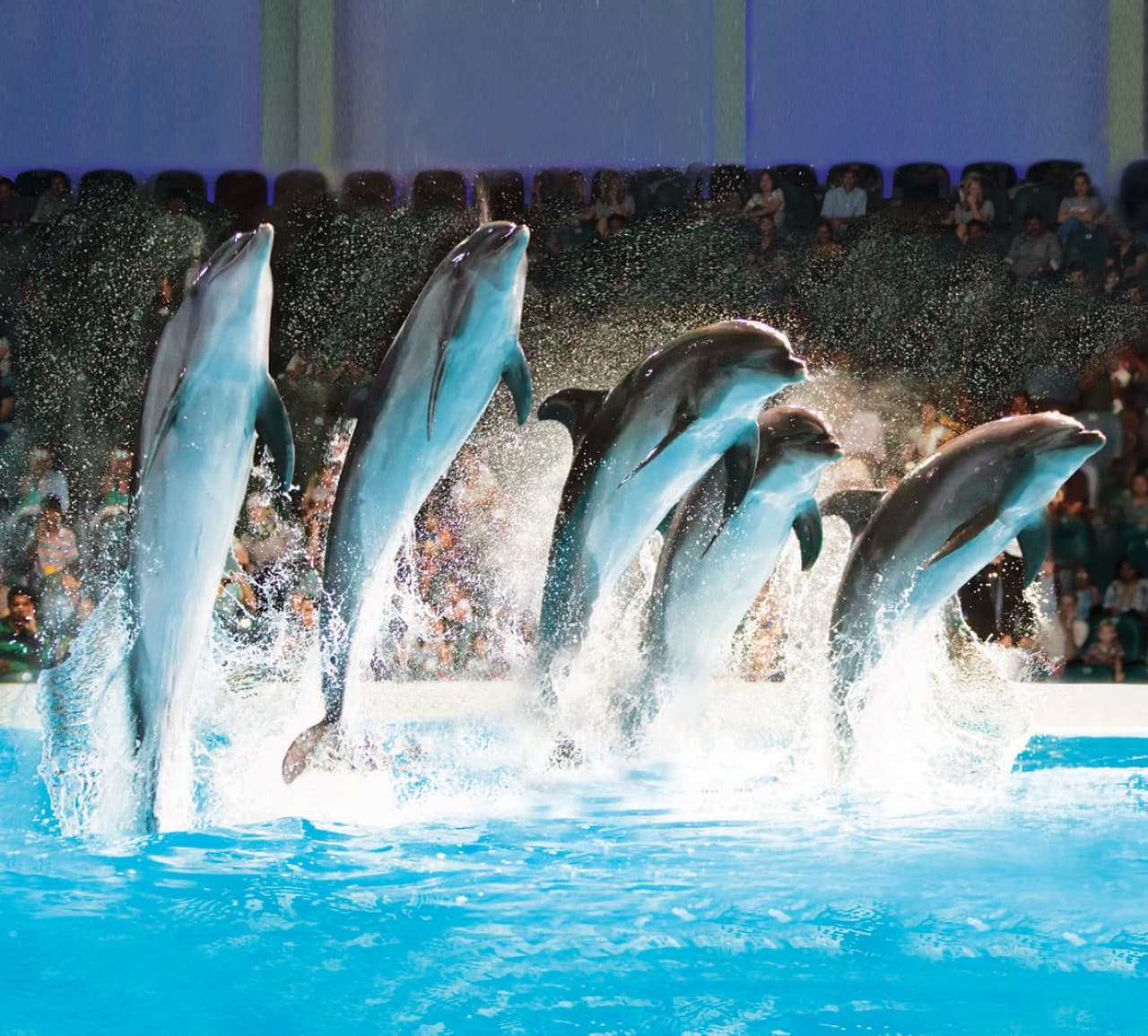 COMBO: Dubai Dolphinarium + Dubai Crocodile Park Tickets - image 2