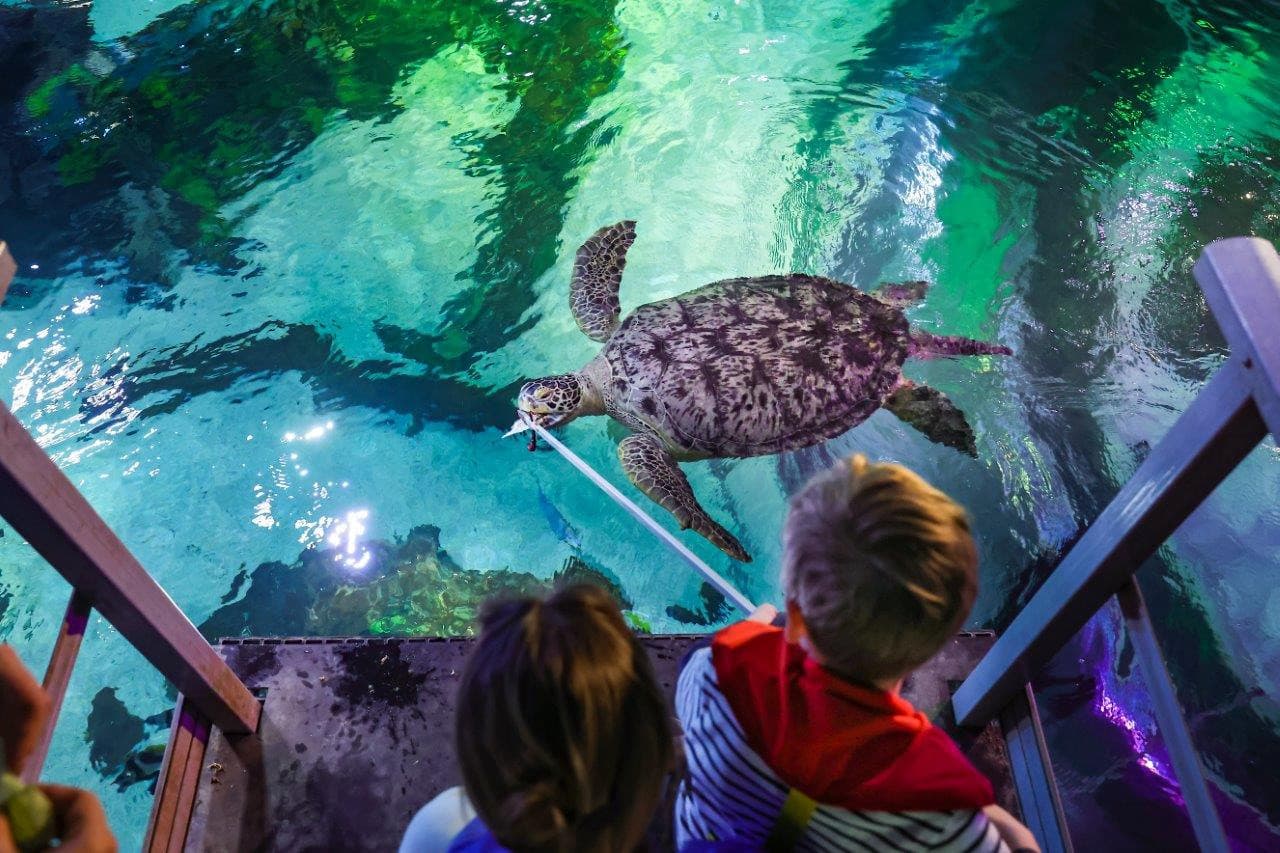 SEA LIFE Timmendorfer Strand Aquarium Ticket - image 9