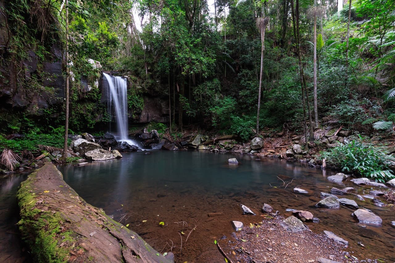 Guided Evening Rainforest Walk and Glow Worms Experience from Gold Coast - image 8