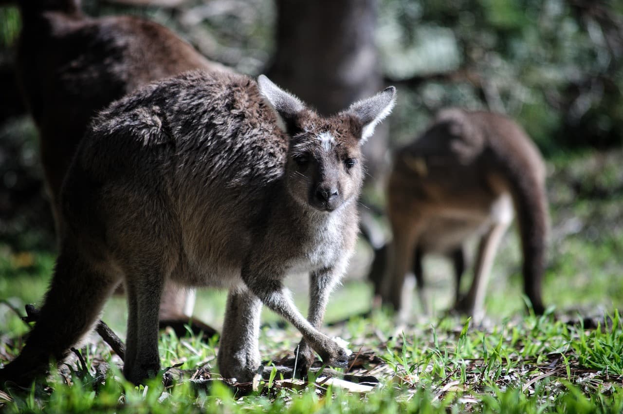 Bonorong Wildlife Sanctuary and Hobart City Tour - image 19