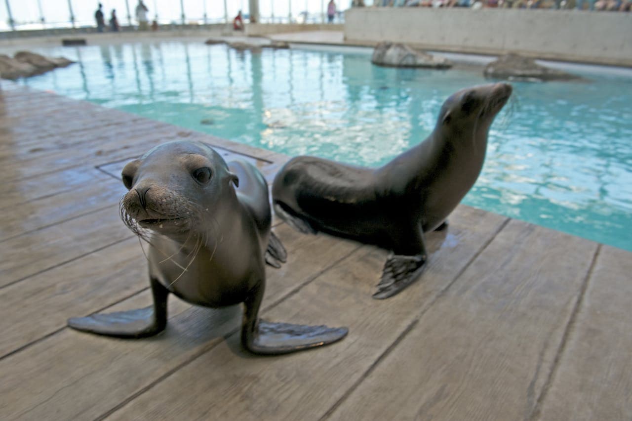Entrada al New England Aquarium - imagen 2