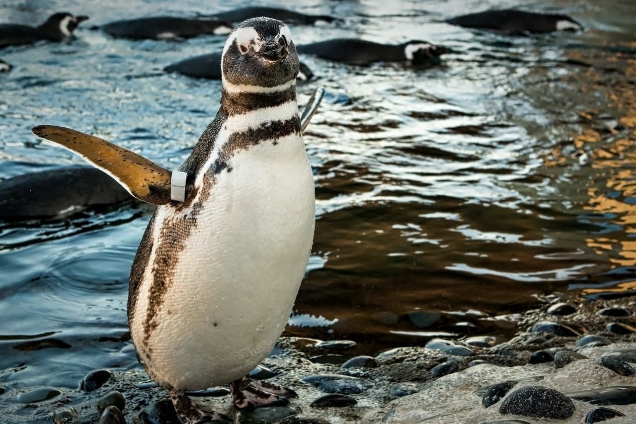 Skip The Line Ticket - Aquarium of the Pacific - image 2