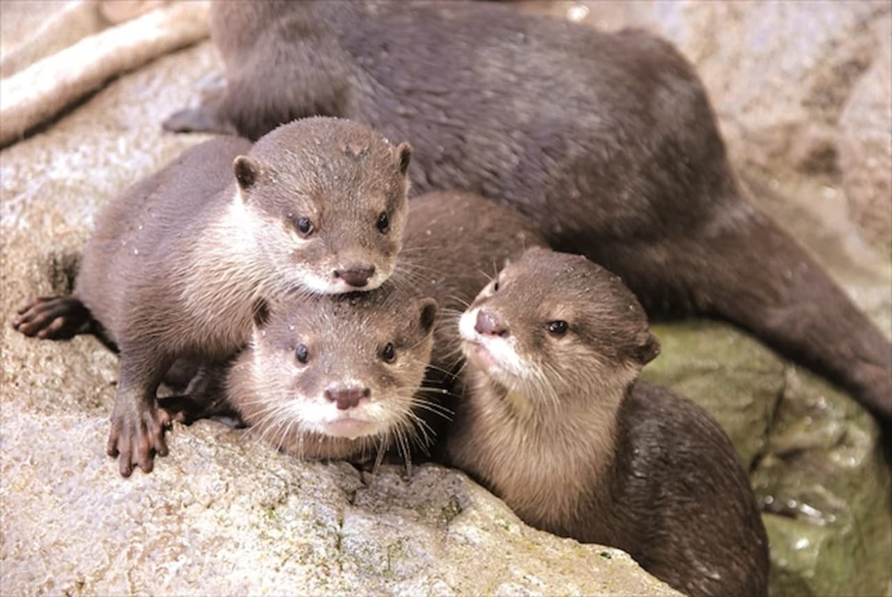 Entrada al Acuario de Enoshima - imagen 2