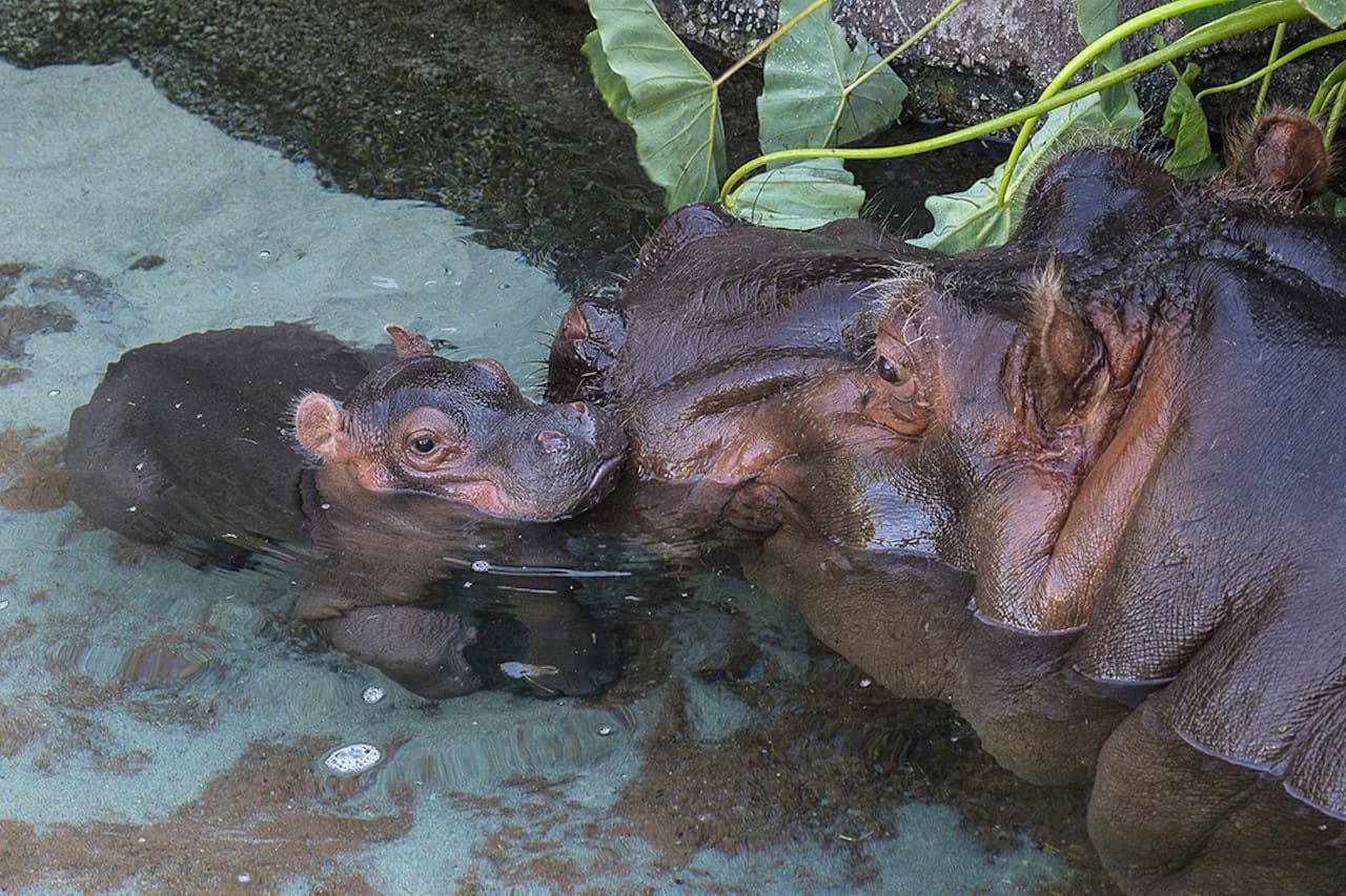 Zoológico de San Diego - imagen 3