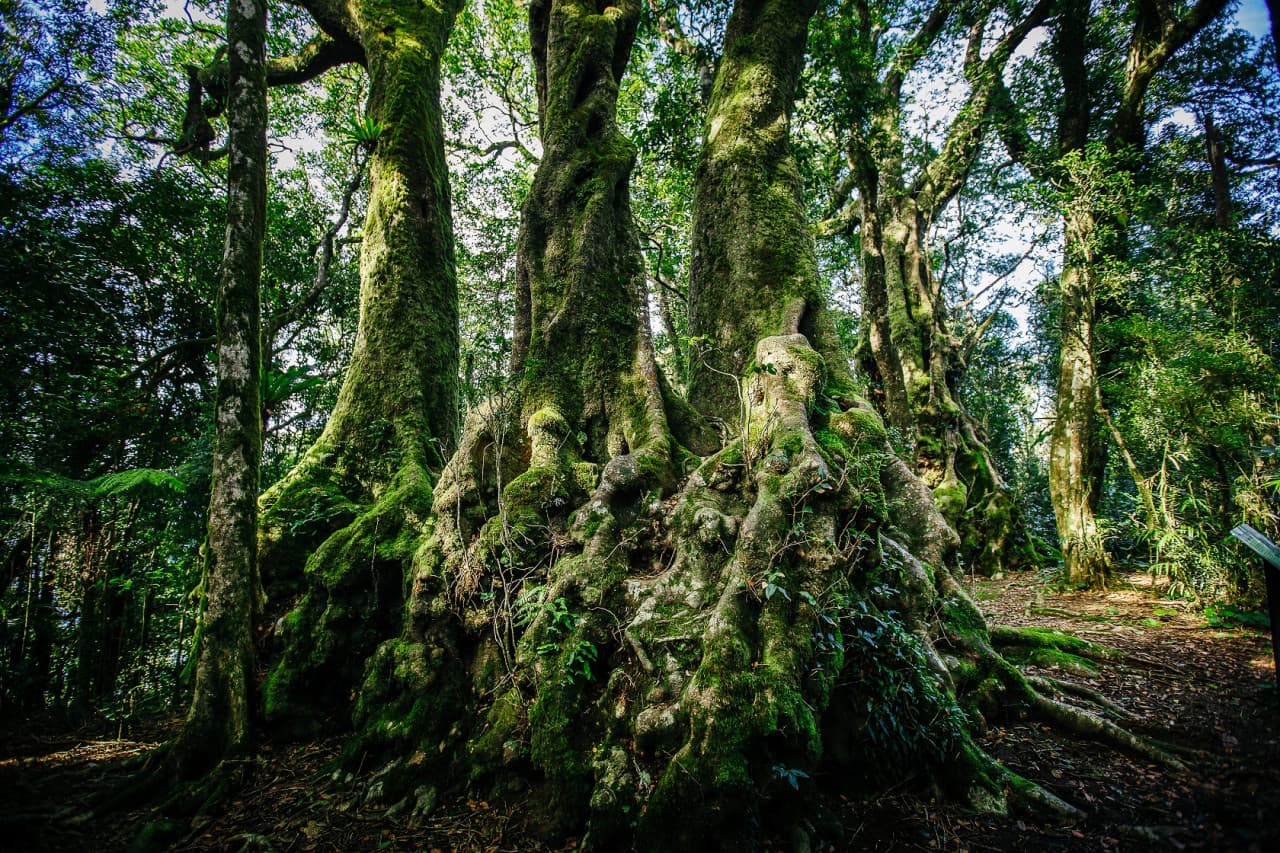 Springbrook National Park Tour: Natural Bridge and Waterfalls - image 7