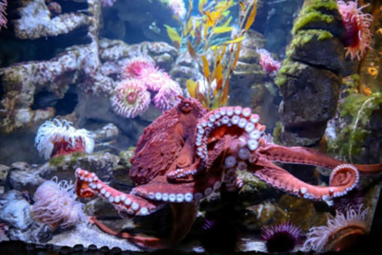 Entrada al New England Aquarium - imagen 7