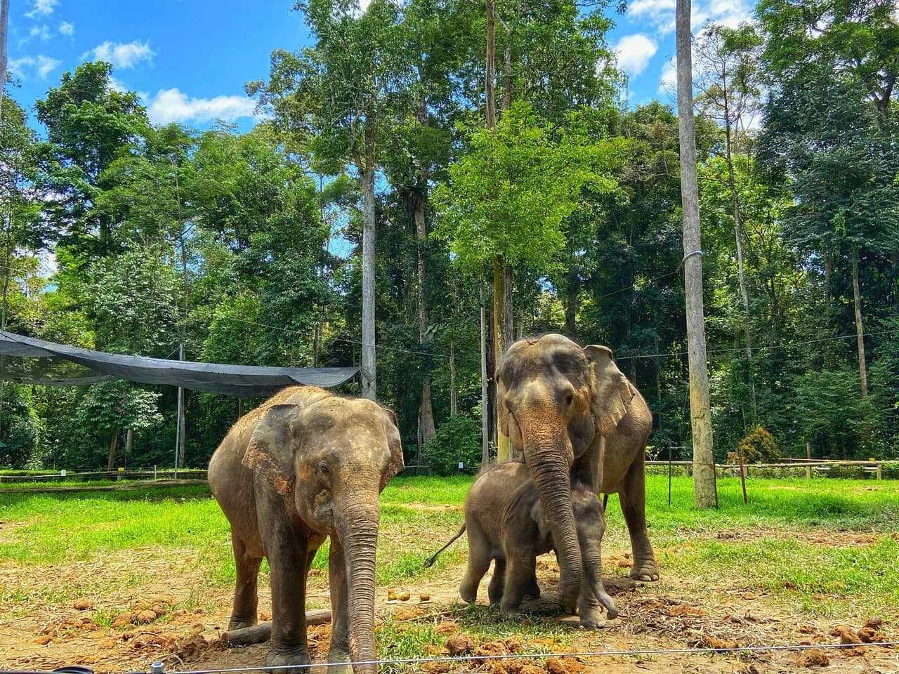Batu Caves and Kuala Gandah Elephant Sanctuary Full-Day Tour from Kuala Lumpur - image 6