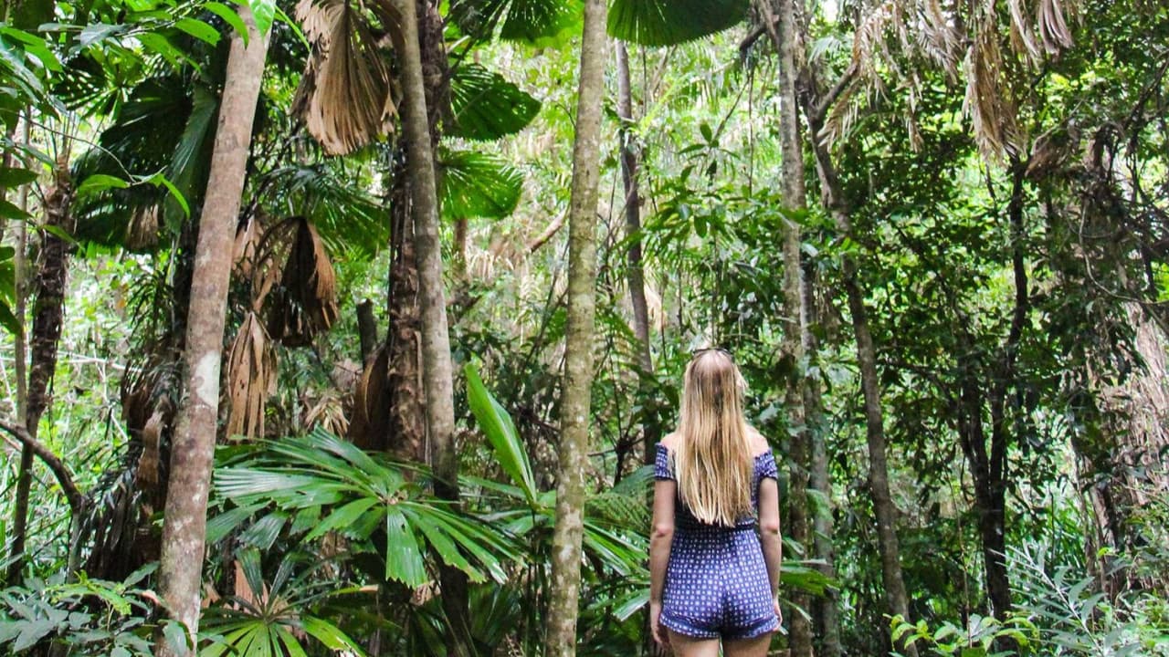 Cape Tribulation and Daintree Wilderness Full-Day Tour - imagen 11