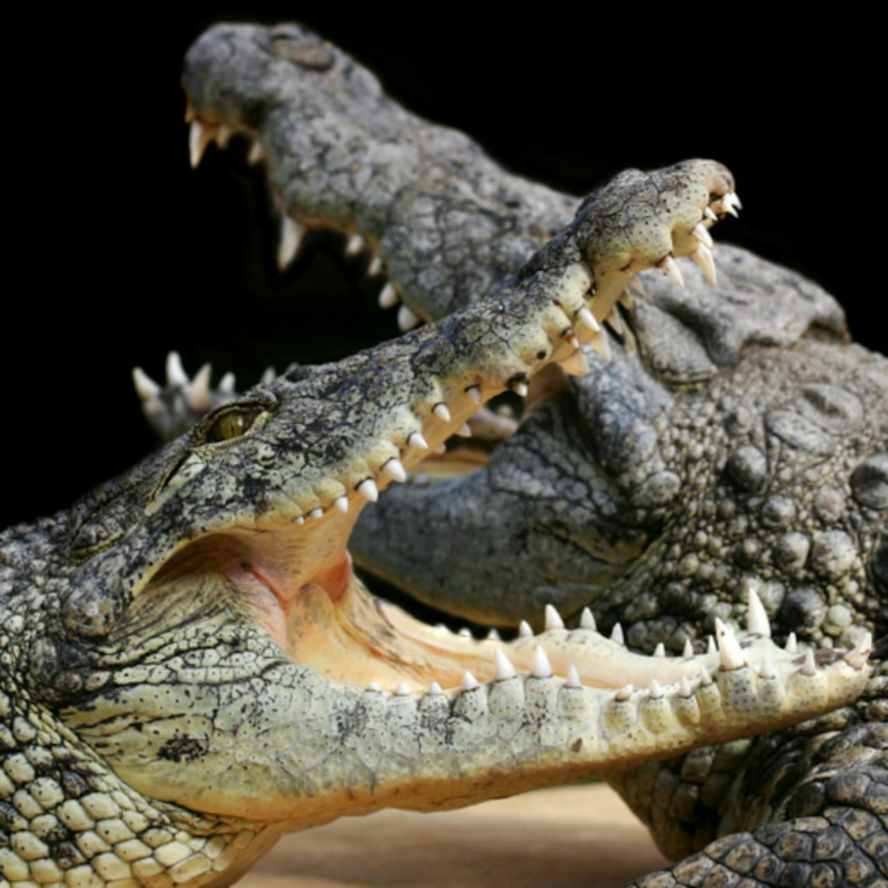 Alligator Bay Ticket - main image