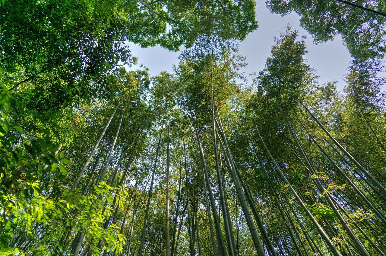 Sagano Bamboo Grove and Arashiyama Half-Day Walking Tour - image 2