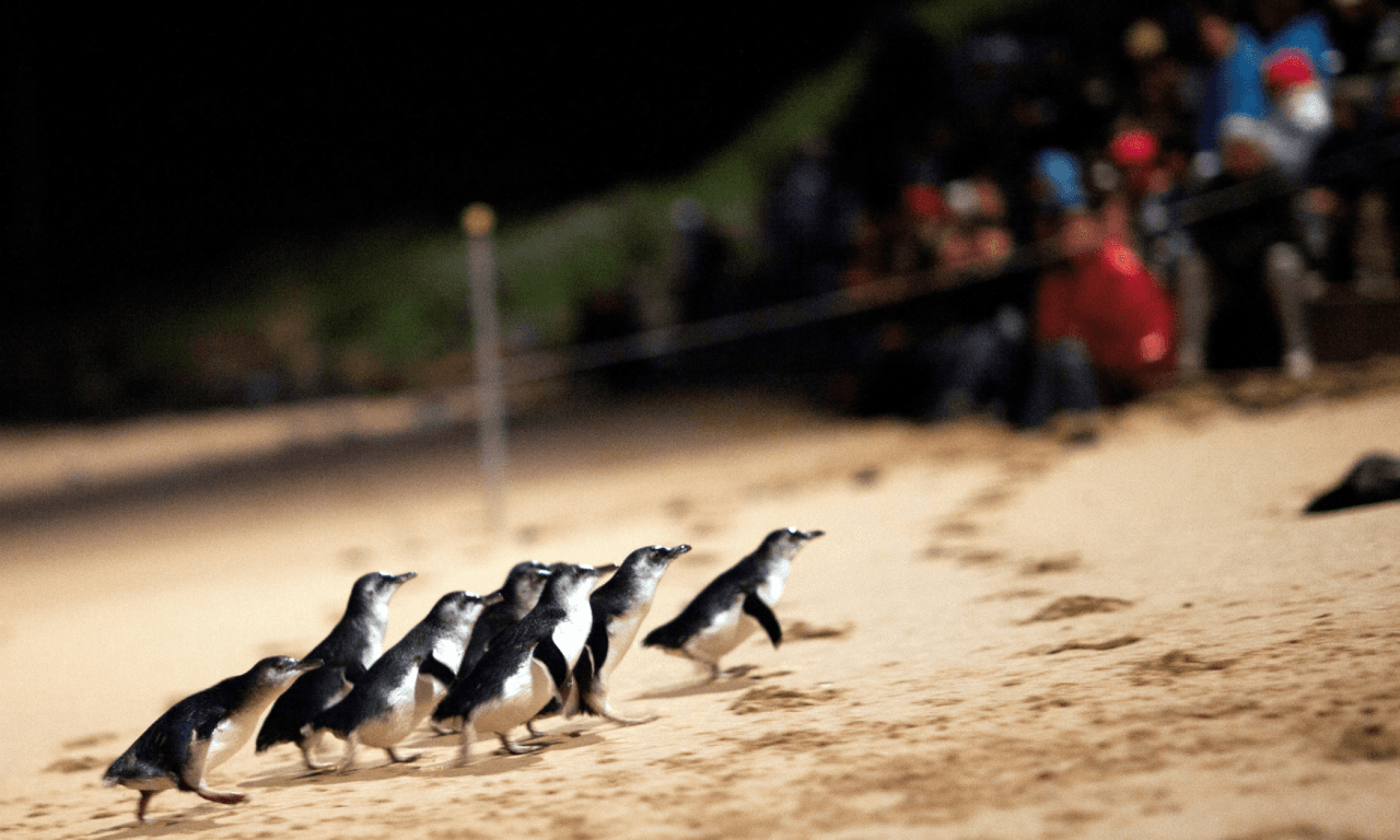 Phillip Island with Penguin Parade Eco Tour - image 21