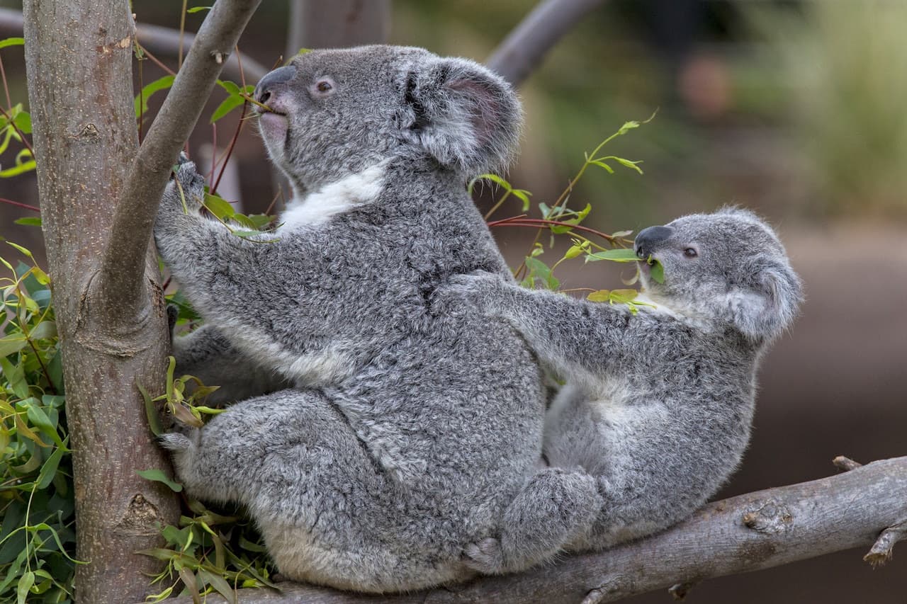 San Diego Zoo - image 2