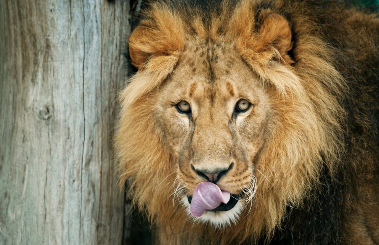Schonbrunn Zoo - image 2