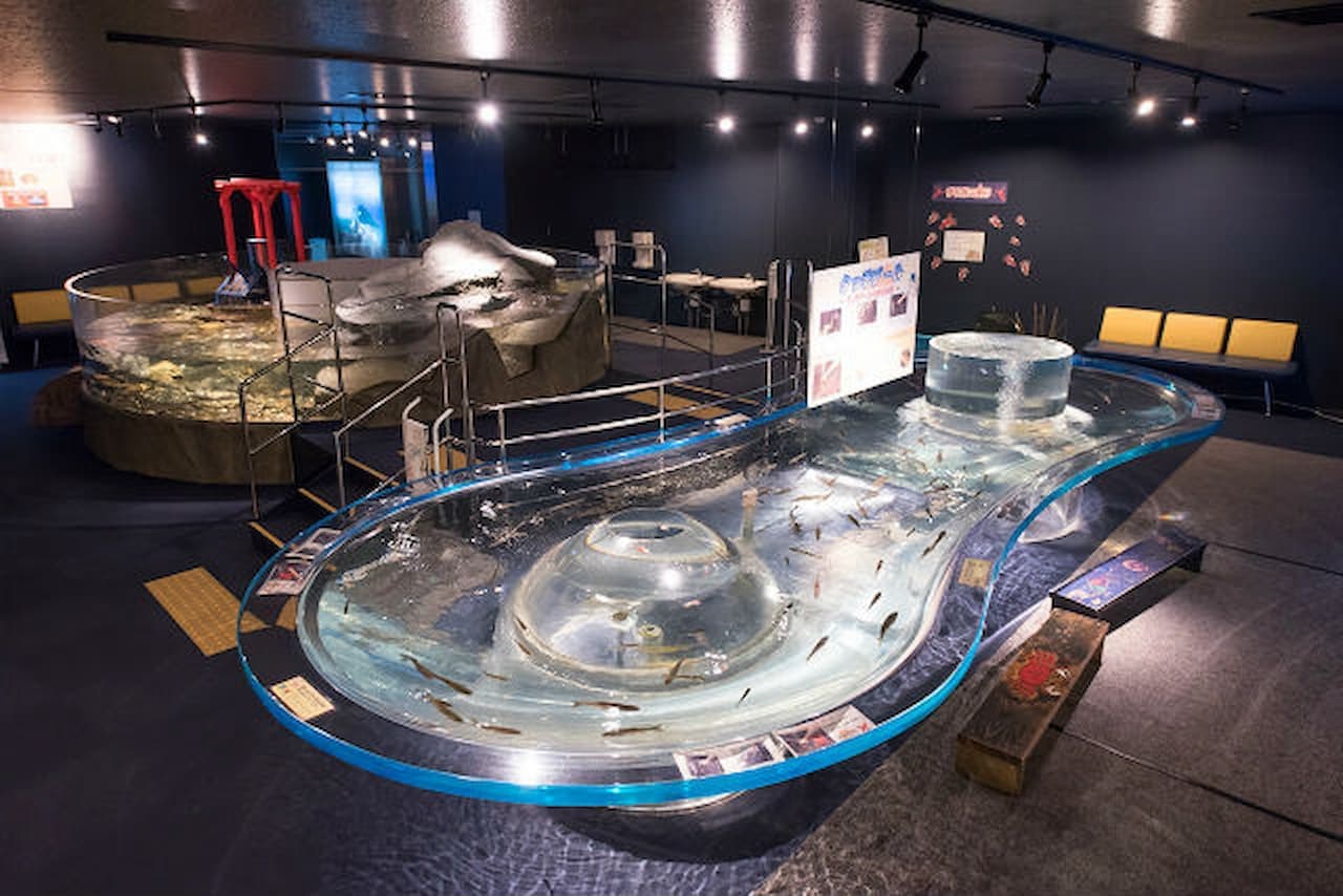Salmon Hometown Chitose Aquarium Ticket - image 4