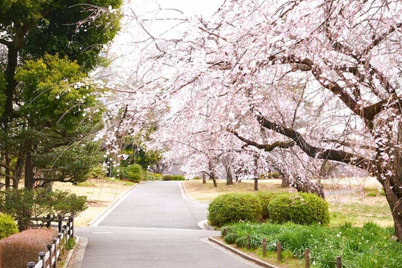 Shinjuku Gyoen National Garden Ticket - image 2