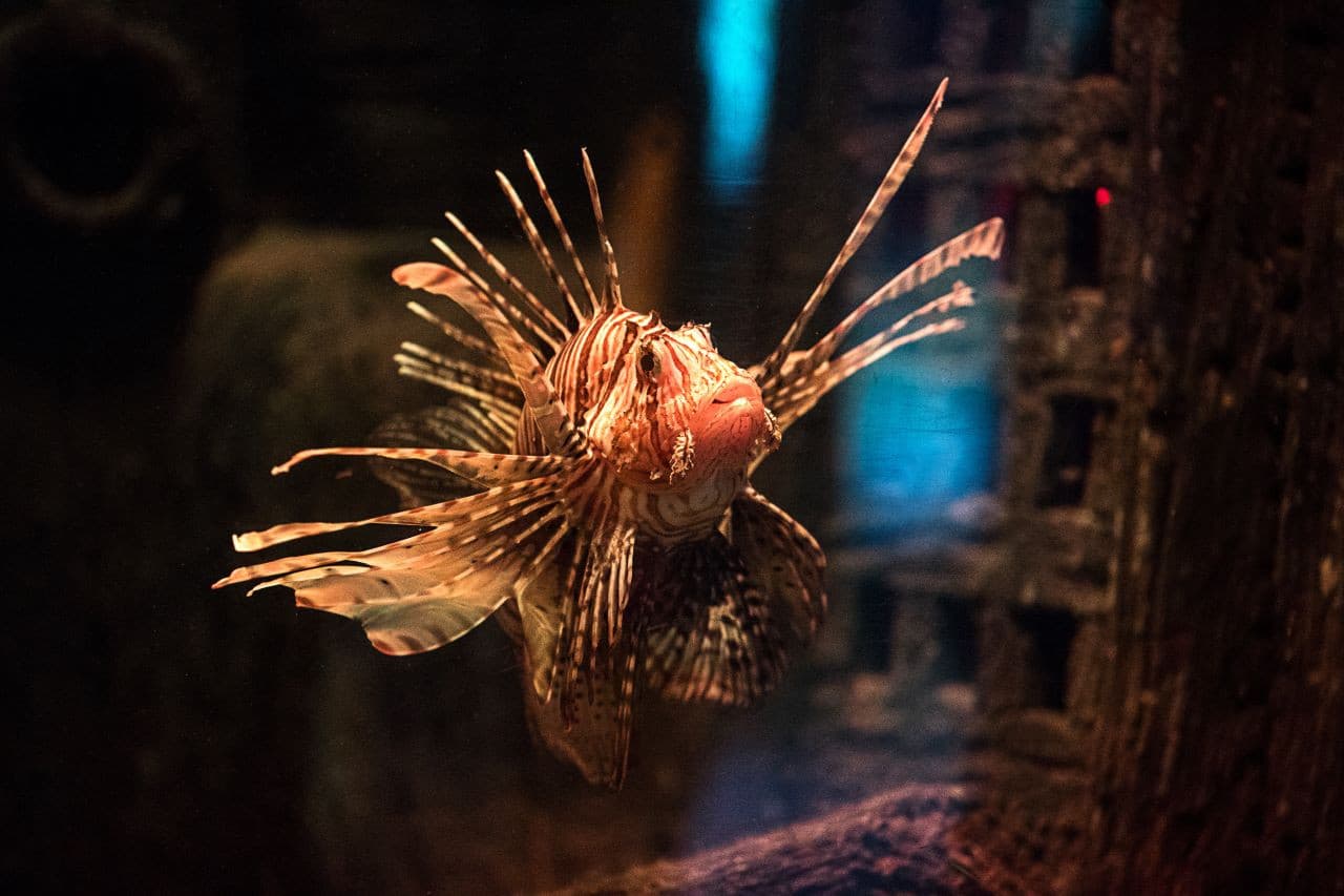 SEA LIFE Oberhausen Aquarium Ticket - image 12