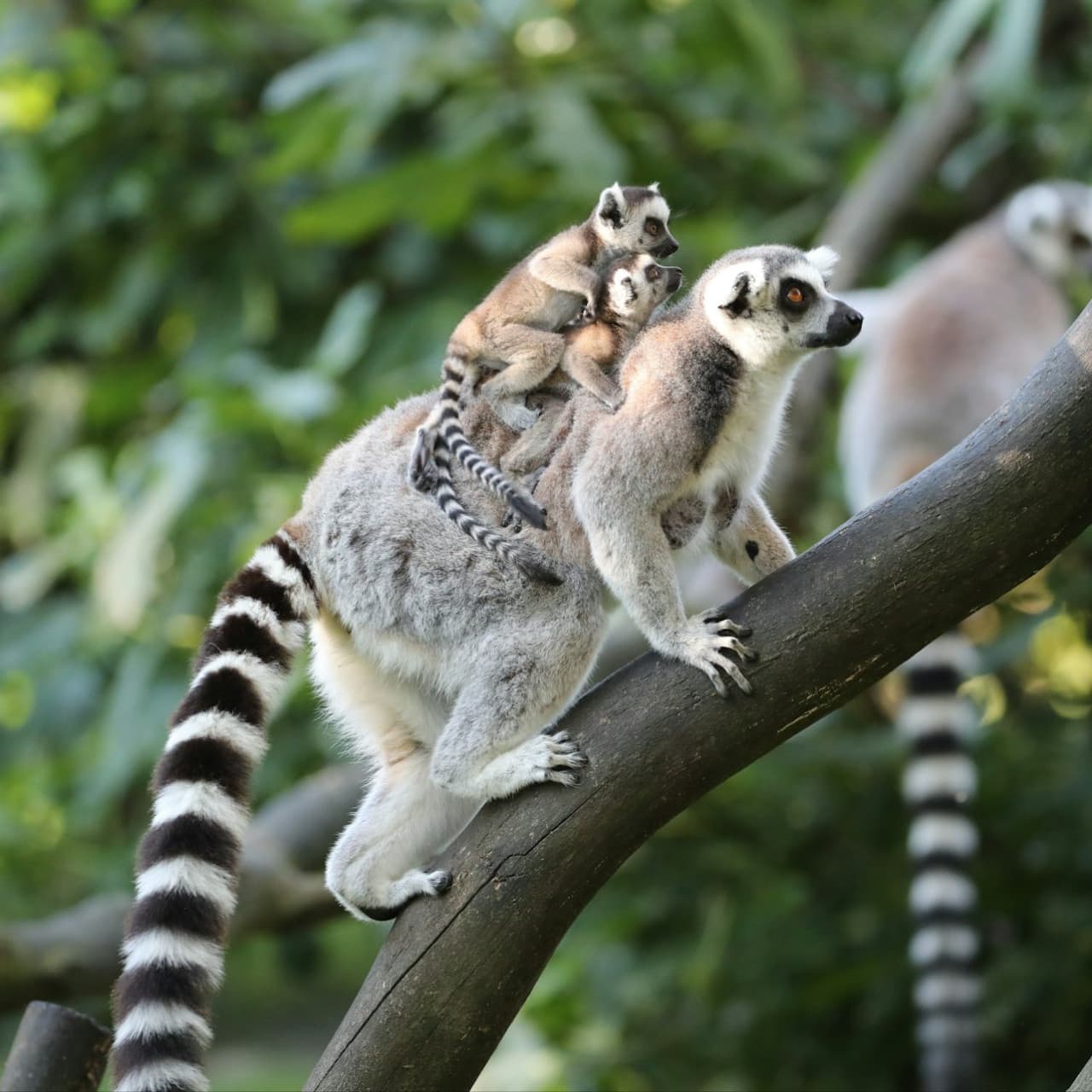 ZooParc de Beauval Ticket - image 6