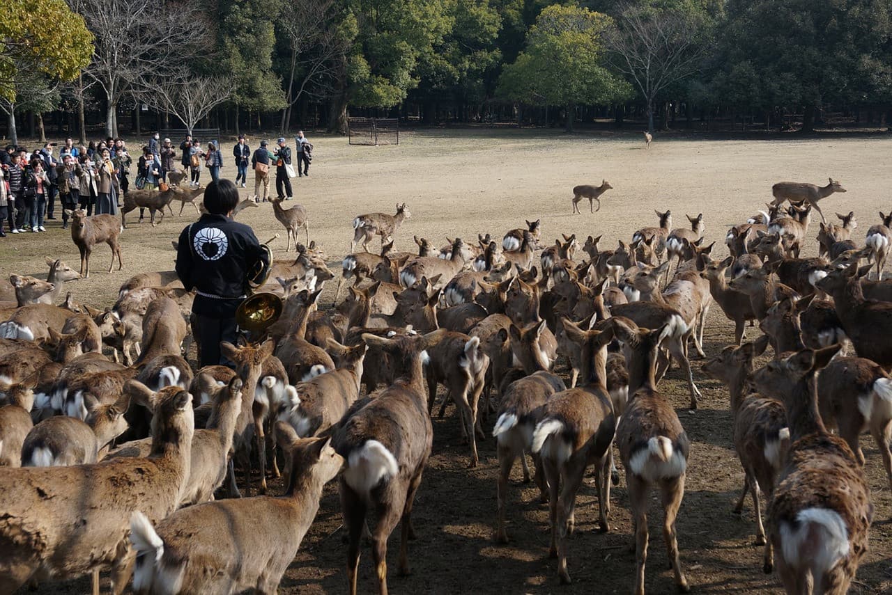 Nara Tour from Kyoto - 이미지 2