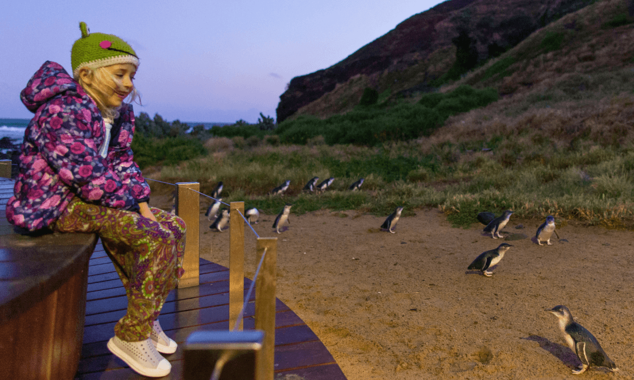 Phillip Island with Penguin Parade Eco Tour - image 33