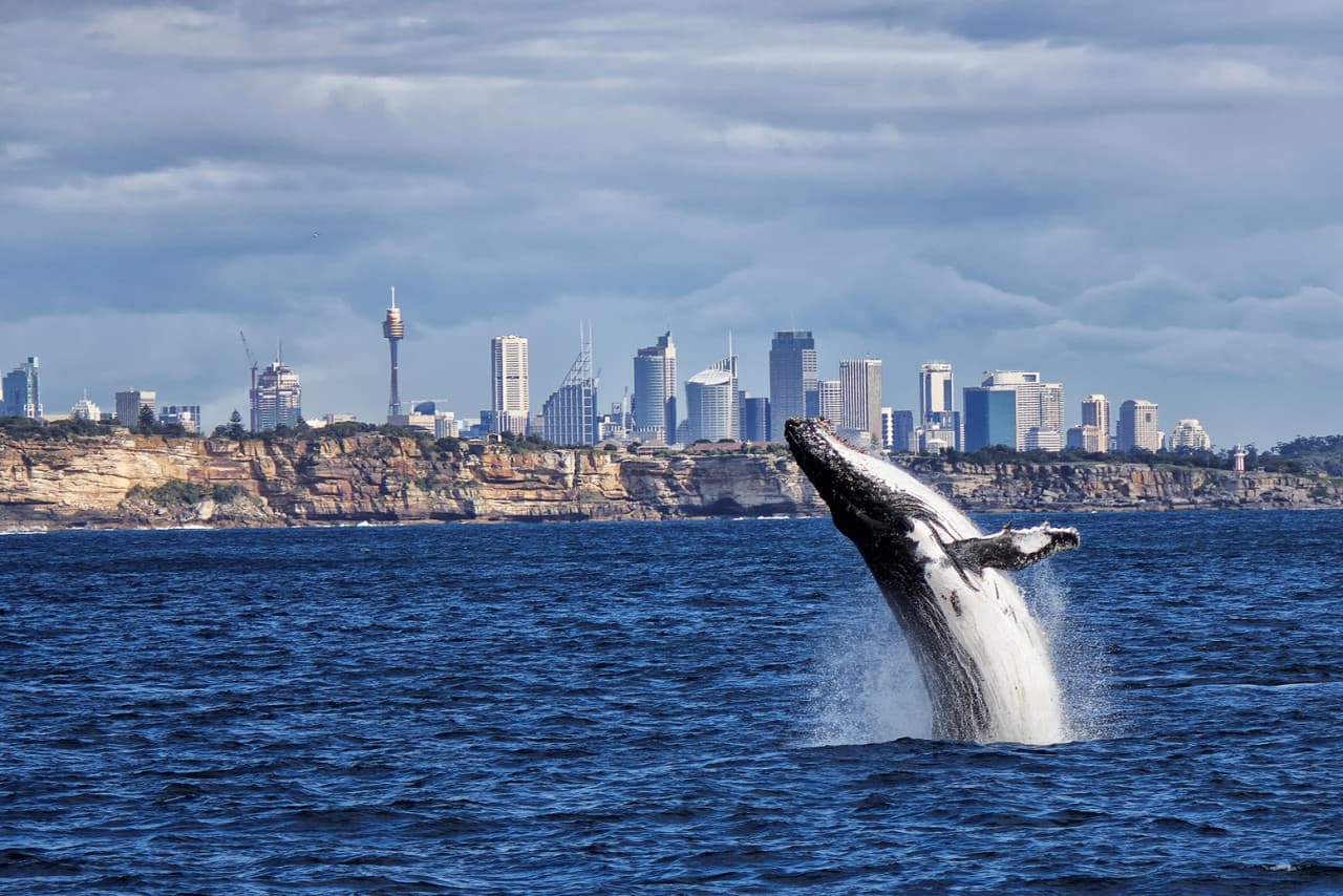 Sydney Whale Watching Cruise with Breakfast or Lunch with Sydney Princess Cruises - main image
